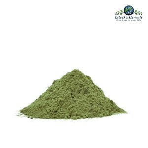 Lajwanti Panchang-botanical_powders-Mimosa Pudica Linn
